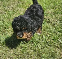 Max, a male Miniature Goldendoodle for sale in Nokomis, IL – 4 of 8