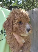 Mikey, a male Miniature Goldendoodle for sale in Nokomis, IL – 4 of 8