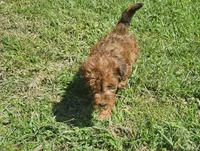 Jacey, a female Miniature Goldendoodle for sale in Nokomis, IL – 2 of 9