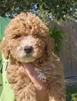 Mikey, a male Miniature Goldendoodle for sale in Nokomis, IL – 8 of 8