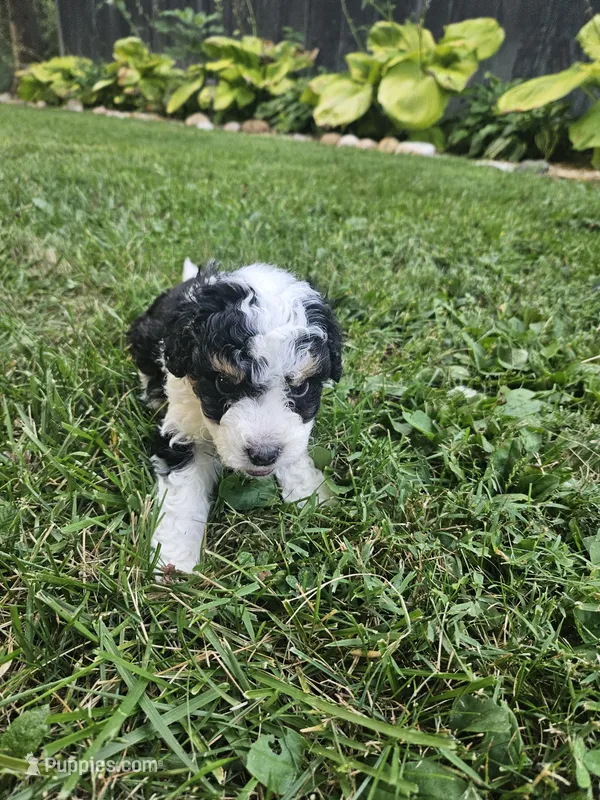 Stan  – Miniature Bernedoodle puppy for sale in Nokomis, IL