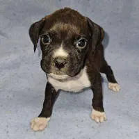Mikey, a male Boxer for sale in Nokomis, IL – Photo 3 of 4