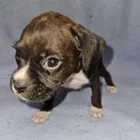 Mikey, a male Boxer for sale in Nokomis, IL – Photo 1 of 4