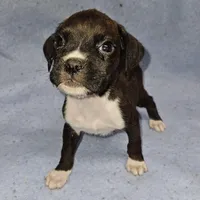 Mikey, a male Boxer for sale in Nokomis, IL – Photo 2 of 4