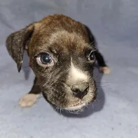Mikey, a male Boxer for sale in Nokomis, IL – Photo 4 of 4