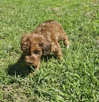 Jacey, a female Miniature Goldendoodle for sale in Nokomis, IL – 9 of 9