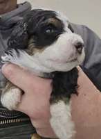 processed/1de77660-f3bd-4200-80ea-918fe0971af7/listing/53fb0e1b-dfd7-40fa-90a2-25e039e1a421/4b5f253d-6bfa-4bac-b736-4a35df90c8c5