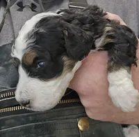 processed/1de77660-f3bd-4200-80ea-918fe0971af7/listing/53fb0e1b-dfd7-40fa-90a2-25e039e1a421/5f3e2f74-7442-4efe-a51b-e2b5554da1c4