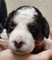 Bruno, a male Miniature Bernedoodle for sale in Nokomis, IL – 2 of 4