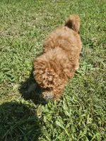 Mikey, a male Miniature Goldendoodle for sale in Nokomis, IL – 3 of 8