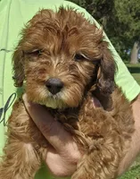 Jacey, a female Miniature Goldendoodle for sale in Nokomis, IL – 8 of 9