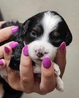Sadie, a female Miniature Bernedoodle for sale in Nokomis, IL – 4 of 5