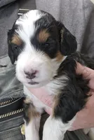 Jacey, a female Miniature Bernedoodle for sale in Nokomis, IL – Photo 4 of 6