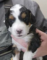 Jacey, a female Miniature Bernedoodle for sale in Nokomis, IL – Photo 5 of 6