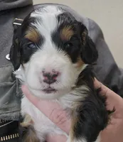 Jacey, a female Miniature Bernedoodle for sale in Nokomis, IL – Photo 3 of 6