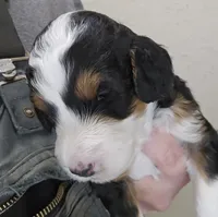 Jacey, a female Miniature Bernedoodle for sale in Nokomis, IL – Photo 1 of 6