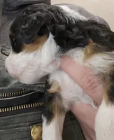 Jacey, a female Miniature Bernedoodle for sale in Nokomis, IL – Photo 2 of 6