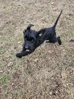 Luna, a female Miniature Goldendoodle for sale in Nokomis, IL – Photo 6 of 7