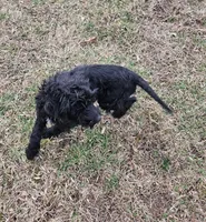 Luna, a female Miniature Goldendoodle for sale in Nokomis, IL – Photo 4 of 7