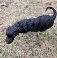 Luna, a female Miniature Goldendoodle for sale in Nokomis, IL – Photo 2 of 7