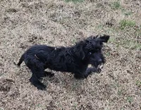 Luna, a female Miniature Goldendoodle for sale in Nokomis, IL – Photo 1 of 7