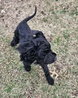 Luna, a female Miniature Goldendoodle for sale in Nokomis, IL – Photo 3 of 7