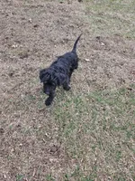 Luna, a female Miniature Goldendoodle for sale in Nokomis, IL – Photo 7 of 7