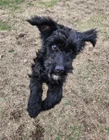 Luna, a female Miniature Goldendoodle for sale in Nokomis, IL – Photo 5 of 7