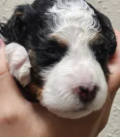 Bruno, a male Miniature Bernedoodle for sale in Nokomis, IL – 4 of 4