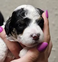 Stan , a male Miniature Bernedoodle for sale in Nokomis, IL – 1 of 2