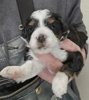 processed/1de77660-f3bd-4200-80ea-918fe0971af7/listing/849b6bf3-4aee-45e1-816f-5be8aba01ff2/7213f64e-2fa3-4fe1-b1d1-eaf402dccbab