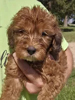 Jacey, a female Miniature Goldendoodle for sale in Nokomis, IL – 7 of 9