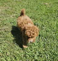 Mikey, a male Miniature Goldendoodle for sale in Nokomis, IL – 5 of 8
