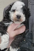 processed/1de77660-f3bd-4200-80ea-918fe0971af7/listing/960518bf-29a8-4feb-911a-403211cc67a4/8dc5038d-9d46-42db-b818-f0434ba6480f