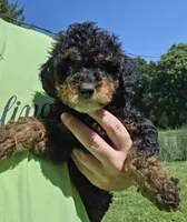 Max, a male Miniature Goldendoodle for sale in Nokomis, IL – 2 of 8