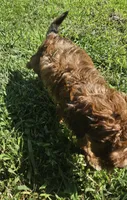 Jacey, a female Miniature Goldendoodle for sale in Nokomis, IL – 6 of 9