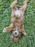 Jacey, a female Miniature Goldendoodle for sale in Nokomis, IL – 4 of 9