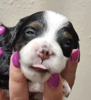 Sadie, a female Miniature Bernedoodle for sale in Nokomis, IL – 3 of 5