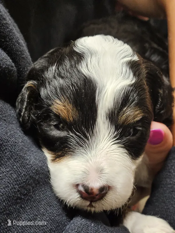Jacey – Miniature Bernedoodle puppy for sale in Nokomis, IL