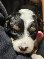 Jacey, a female Miniature Bernedoodle for sale in Nokomis, IL – 1 of 2