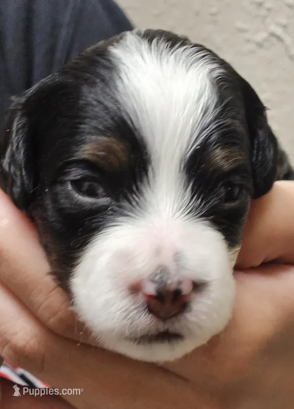 Sadie – Miniature Bernedoodle puppy for sale in Nokomis, IL