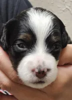 Sadie, a female Miniature Bernedoodle for sale in Nokomis, IL – 1 of 5
