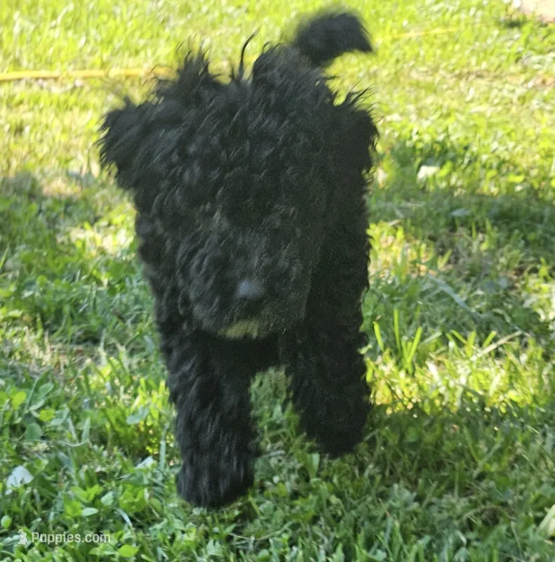 Sadie – Miniature Goldendoodle puppy for sale in Nokomis, IL