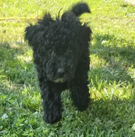 Sadie, a female Miniature Goldendoodle for sale in Nokomis, IL – 1 of 10