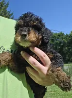 Max, a male Miniature Goldendoodle for sale in Nokomis, IL – 5 of 8