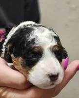 Layla, a female Miniature Bernedoodle for sale in Nokomis, IL – 2 of 4