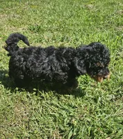 Max, a male Miniature Goldendoodle for sale in Nokomis, IL – 6 of 8