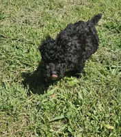 Sadie, a female Miniature Goldendoodle for sale in Nokomis, IL – 4 of 10