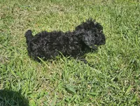 Sadie, a female Miniature Goldendoodle for sale in Nokomis, IL – 7 of 10