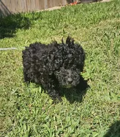 Sadie, a female Miniature Goldendoodle for sale in Nokomis, IL – 9 of 10